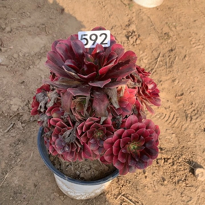 592美杜莎多肉植物