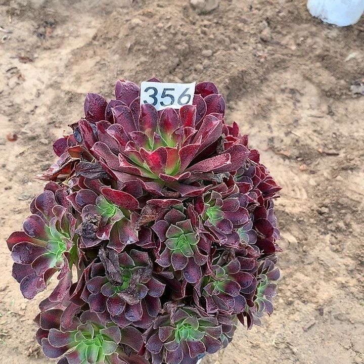 356花娜一颗多肉植物