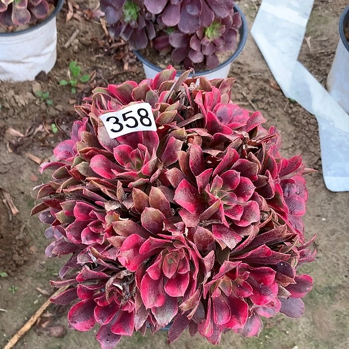 358蒙娜丽莎多肉一颗