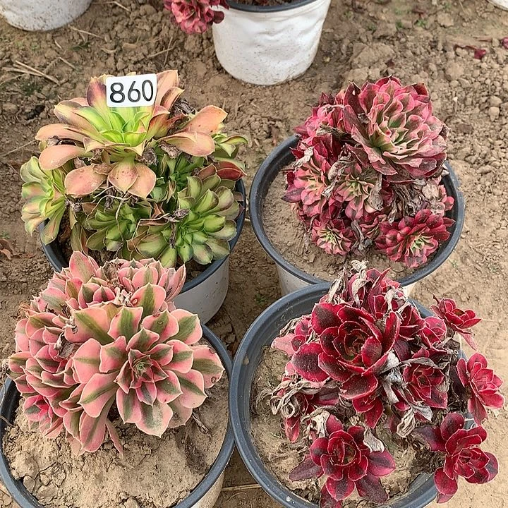 860四颗小星星多肉植物