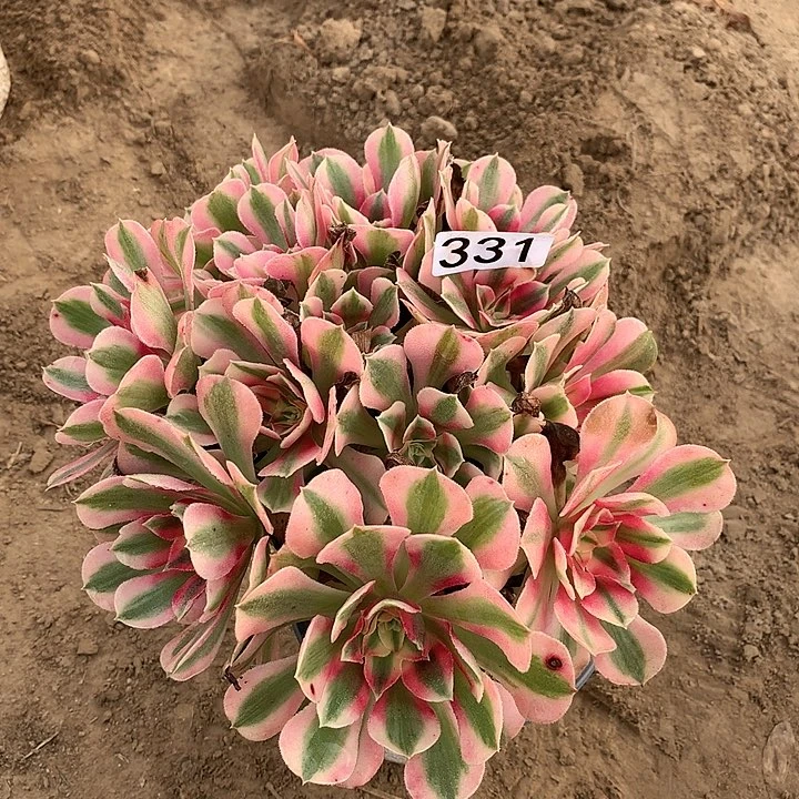 331女巫一绣球多肉植物