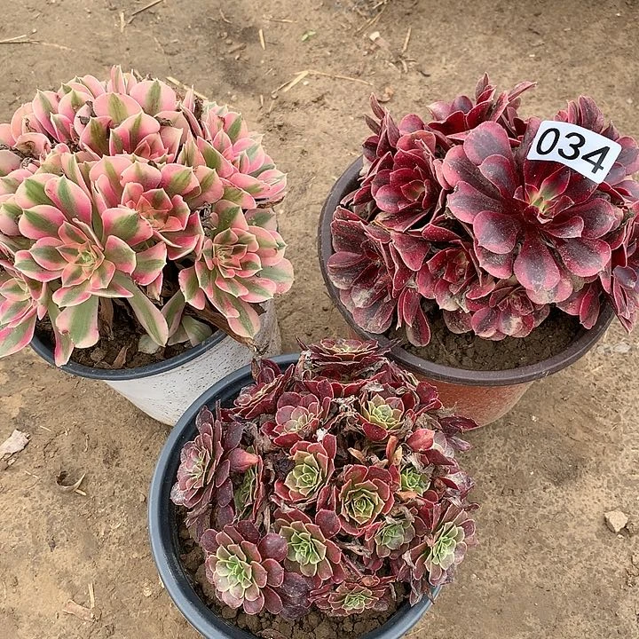 034三颗绣球多肉植物