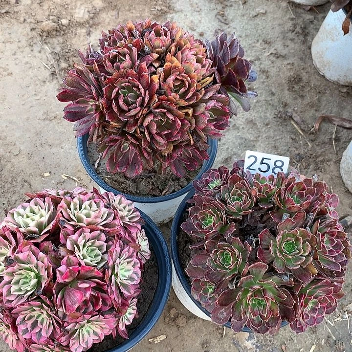 258三颗绣球多肉植物