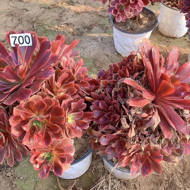 700金丝却➕蒙娜丽莎多肉植物没有售后