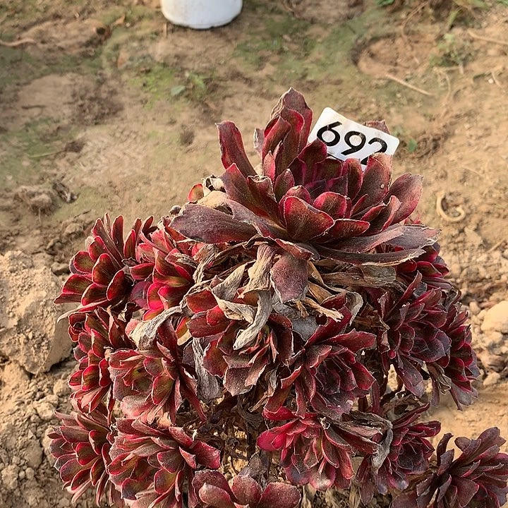 692红金刚一颗多肉葡萄