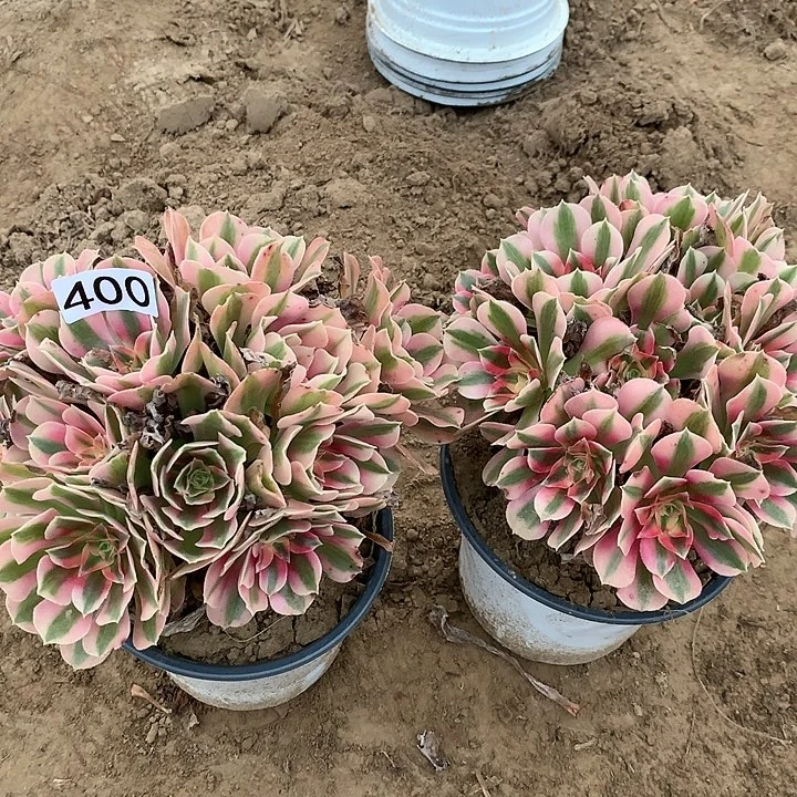 400两颗女巫绣球多肉植物