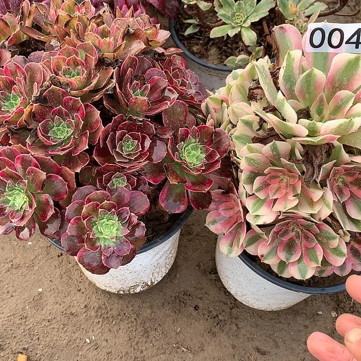 004安娜➕女巫多肉植物