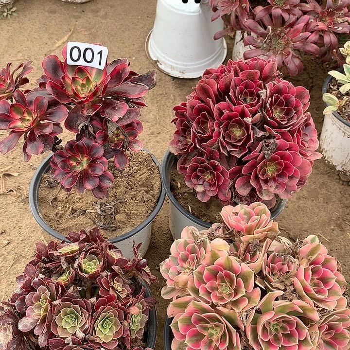 001四颗多肉植物