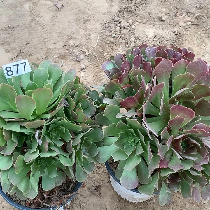 877两颗绿玫瑰多肉植物