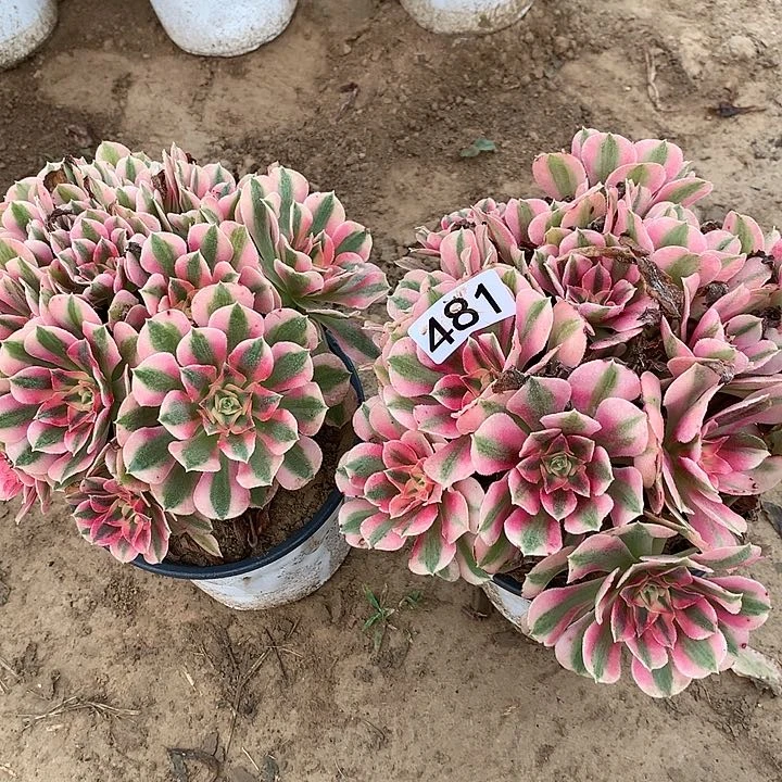 钱*多481两颗女巫绣球多肉植物