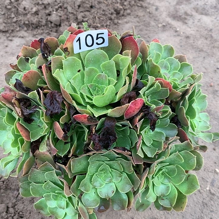 105韶秀多肉植物