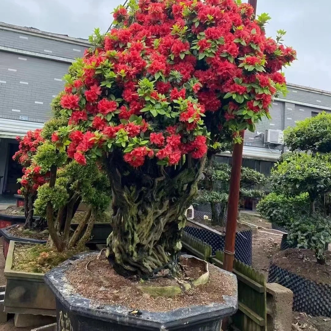 杜鹃老桩  抗寒耐热 好养易活（包打木架不包邮）