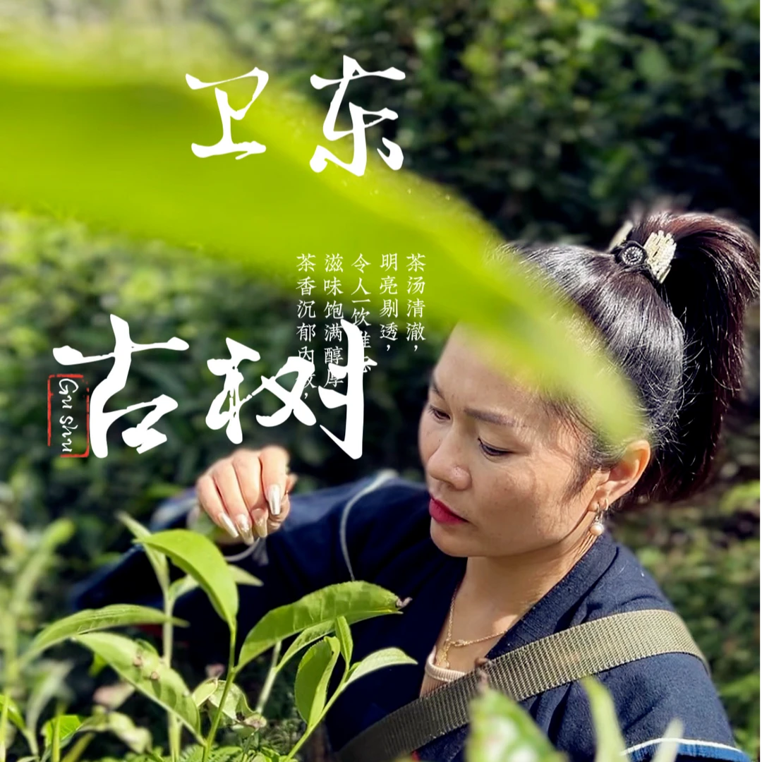 ｛私人定制款｝ 2025卫东大树头采 (现炒现上)生茶散茶