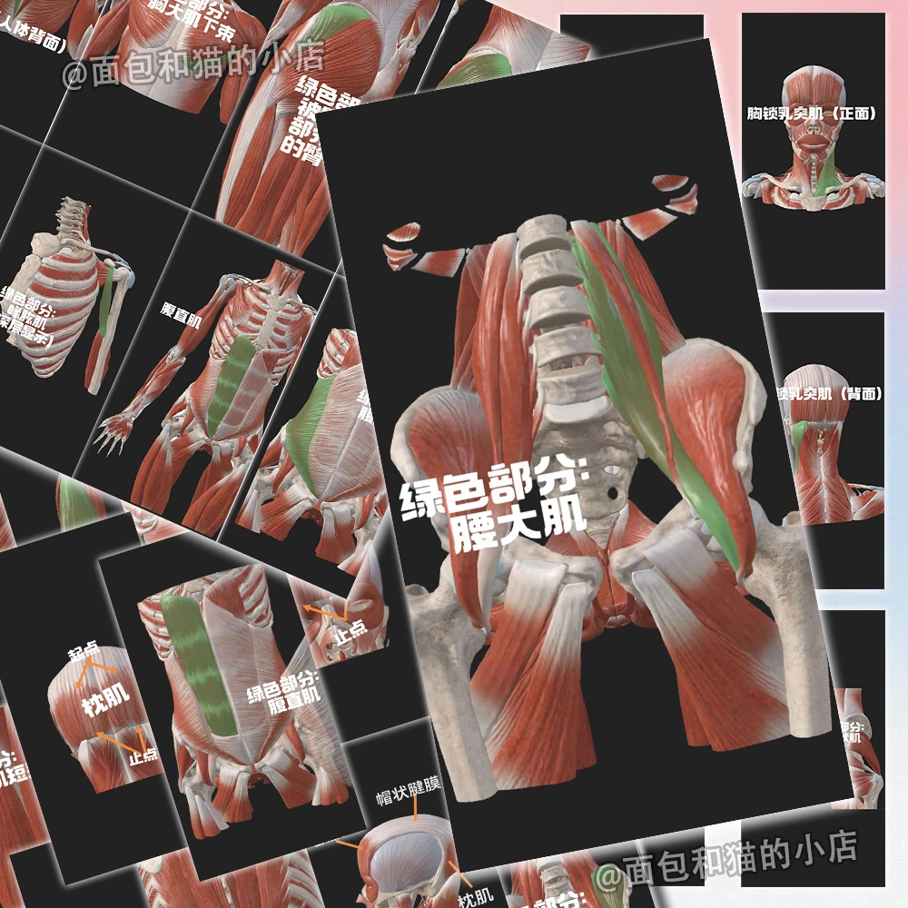 63张肌肉结构图解贴纸医学生必备人体结构基础学习知识diy手账本