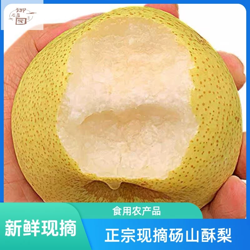 正宗现摘砀山酥梨脆甜爆汁3/5/10斤新鲜薄皮水果香甜多汁酥脆水果