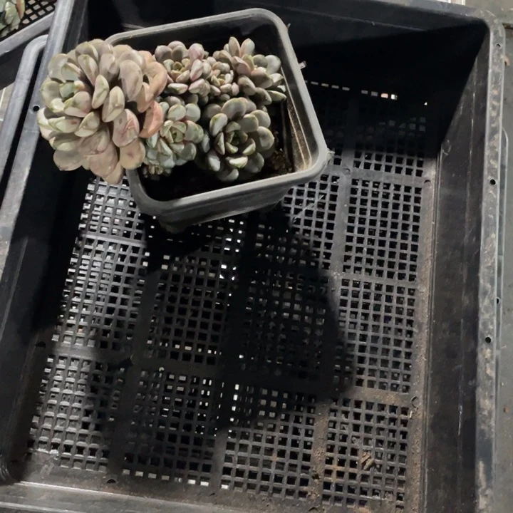 嘉禾花卉清货链接任