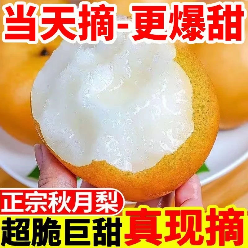 现发山东正宗秋月梨莱阳梨子新鲜水果当季冰糖羊脂5斤3斤中秋礼盒
