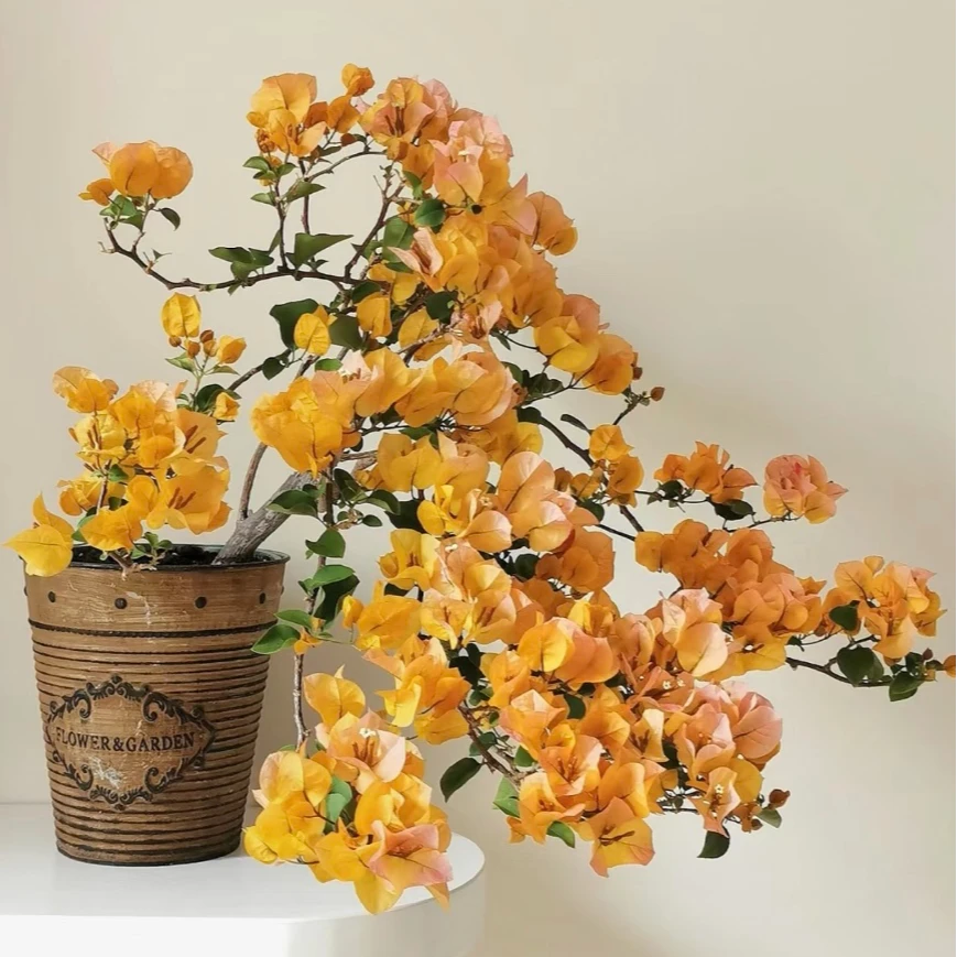 加州黄金（发财树）高杆老桩带盆带土三角梅盆苗四季开花勤花不带花