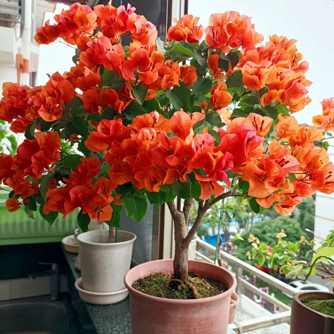 绿叶橙（多色品种）高杆老桩带盆带土三角梅盆苗四季开花勤花不带花