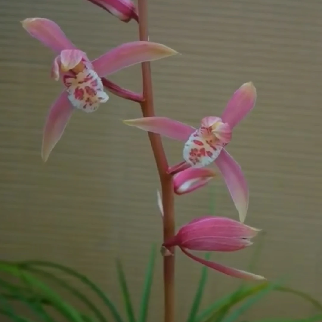 精品兰花（快递一物一拍）