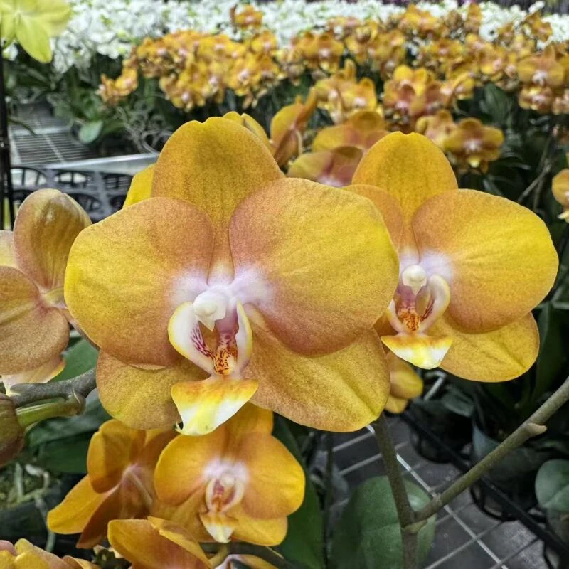 蝴蝶兰[拉斯维加斯]带花带苞昆明源头基地直发