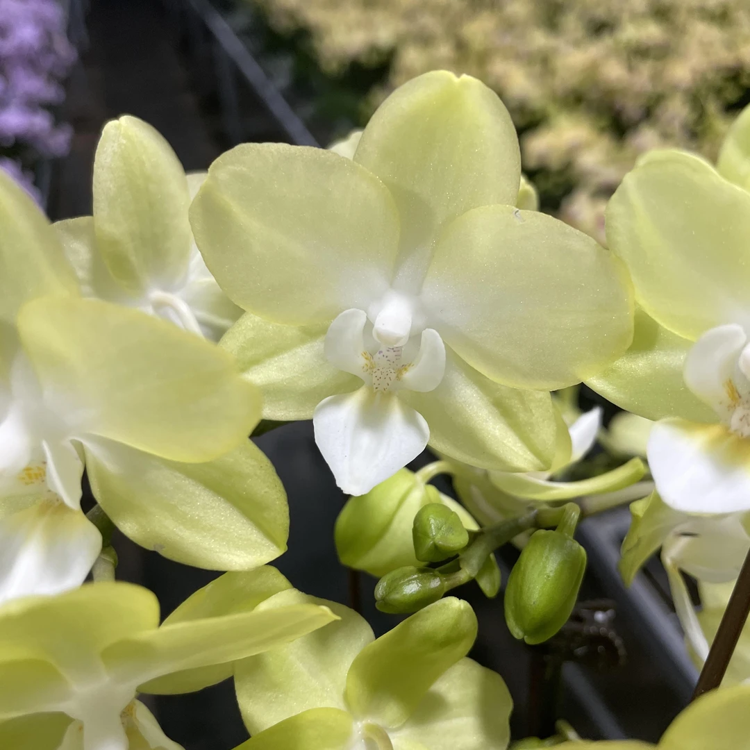 蝴蝶兰【薄荷糖】高端盆栽带苞带花昆明源头基地直发