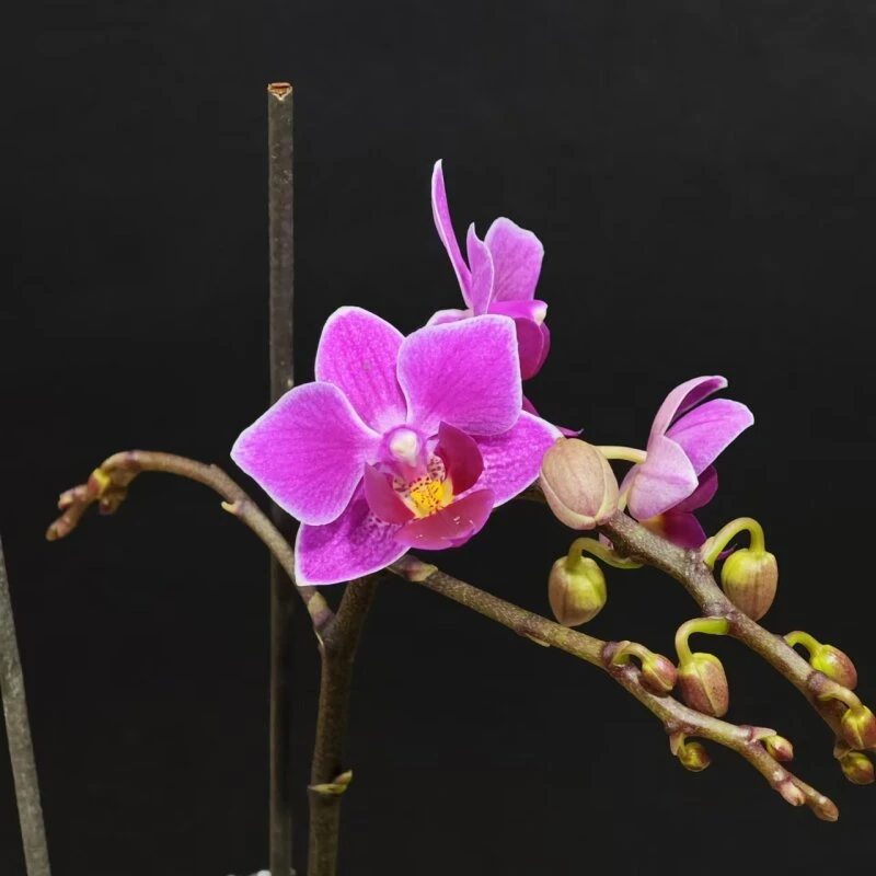 蝴蝶兰[博格达]高端室内盆栽带花带苞昆明基地直发