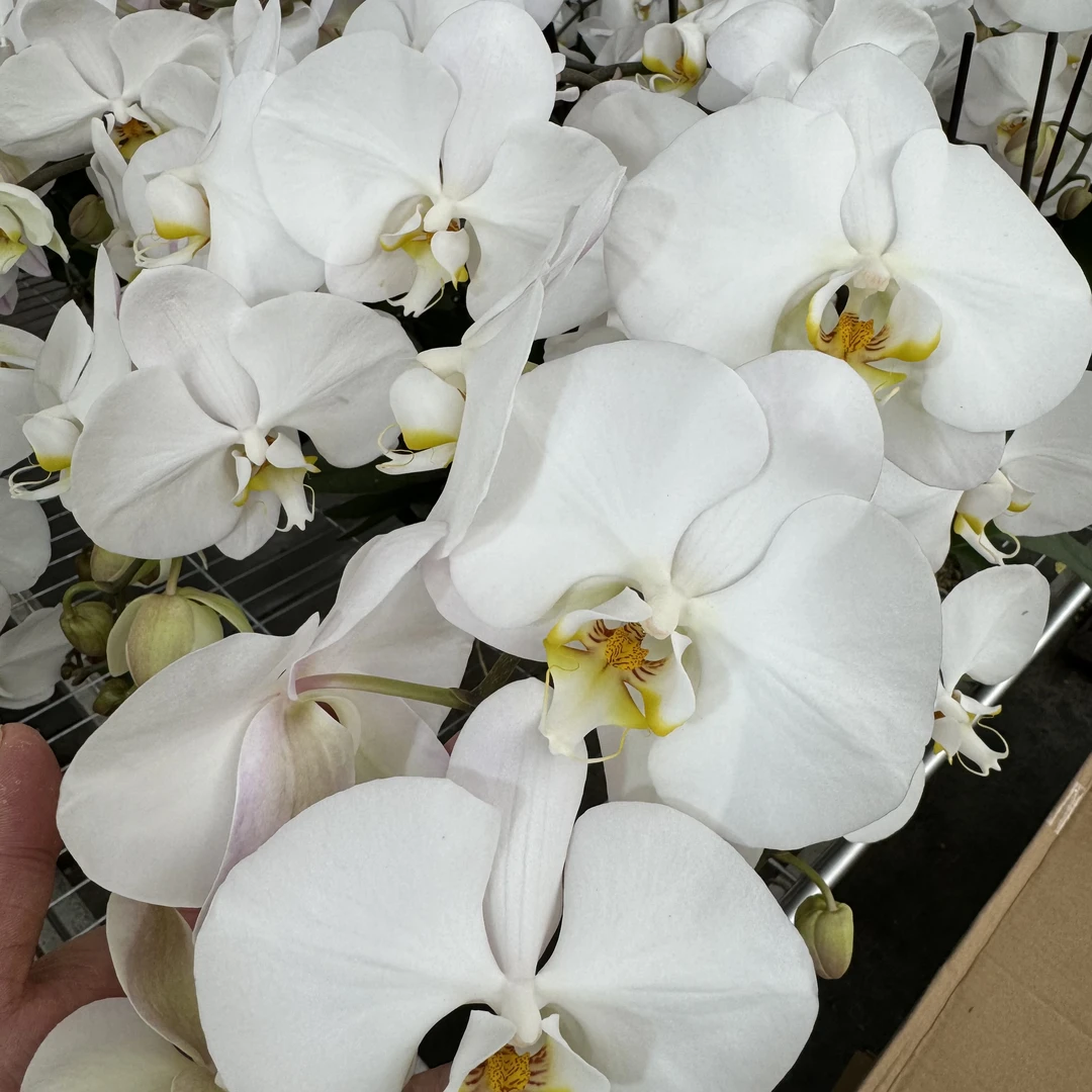 蝴蝶兰[V3大白]高端盆栽带苞带花昆明源头基地直发