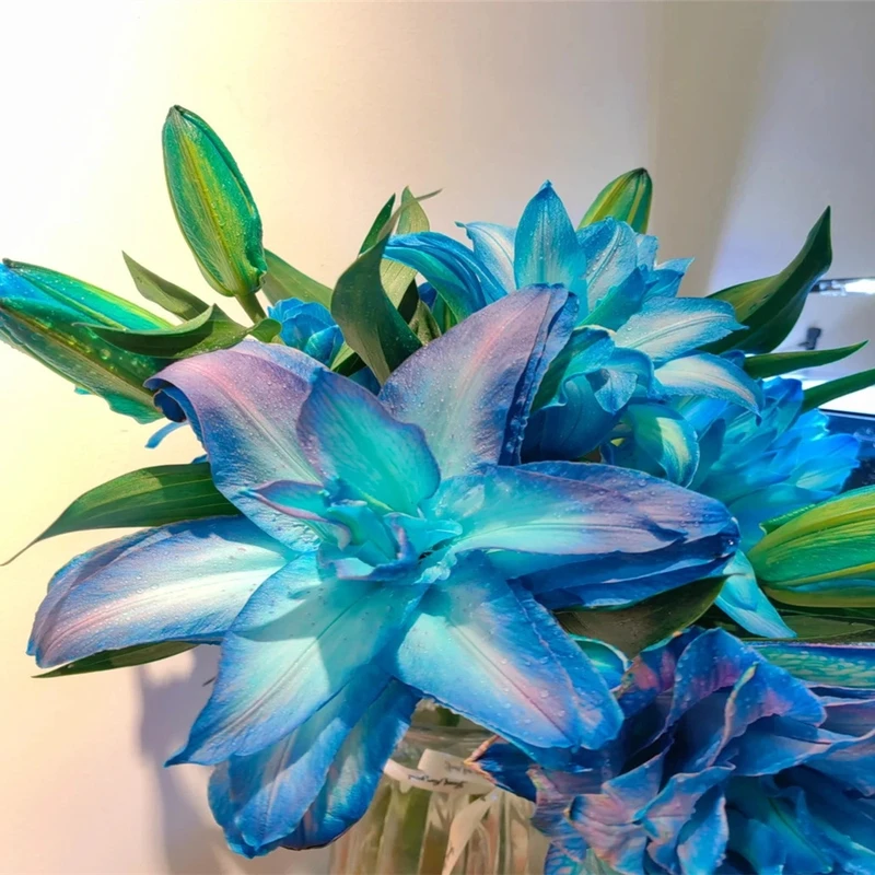 香水百合正宗特大花苞百合种球浓香型种球重瓣百合特大种球进口