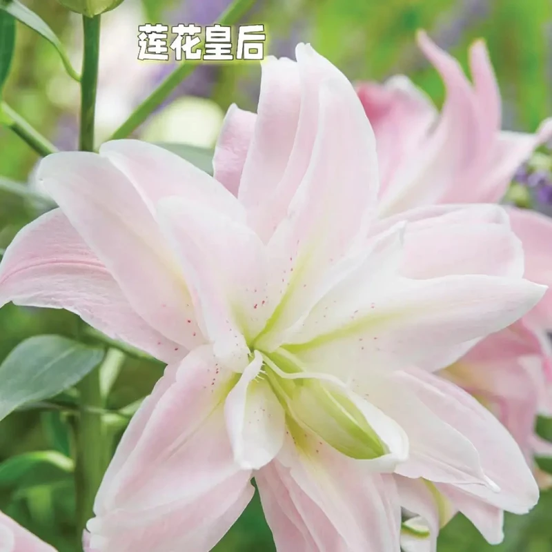 百合花种球盆栽【莲花皇后】重瓣浓香种球好养四季可种阳台庭院种