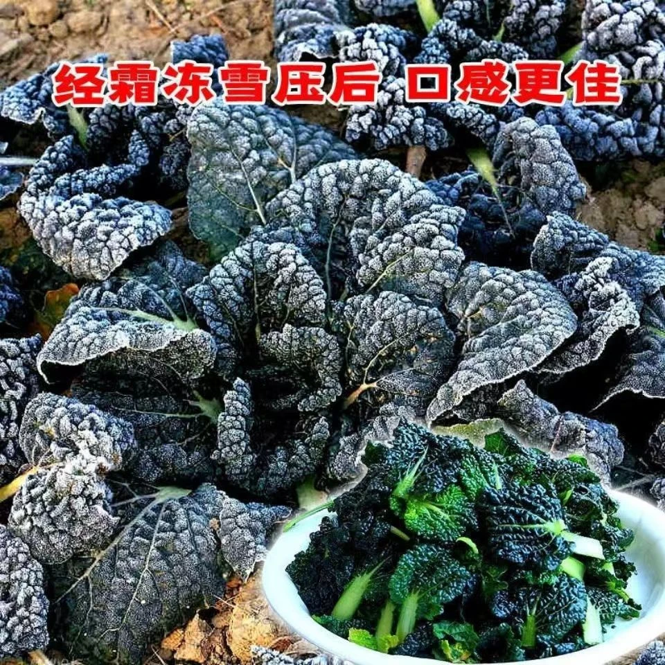随州正宗安居霜打泡泡青5斤装