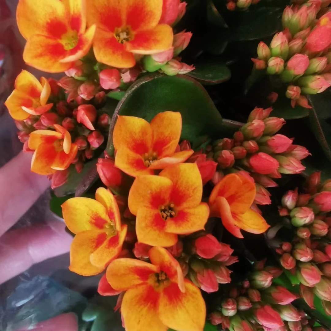 （单瓣）金色海岸长寿花140盆一盆三棵原盆原土发货