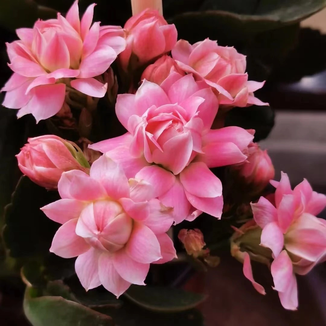 （超级明星）音律（青苗刚打花苞）140#盆一盆三棵原盆原土发货