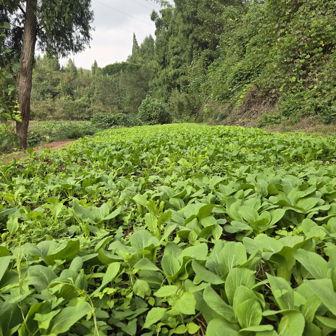 四川农家自种蔬菜条根白上海青新鲜蔬菜