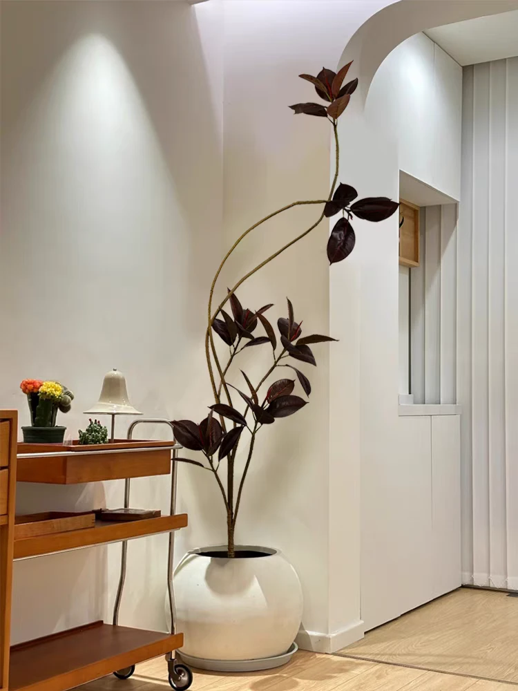 黑金刚橡皮树大盆栽客厅绿植老桩网红落地好养办公室内大型植物