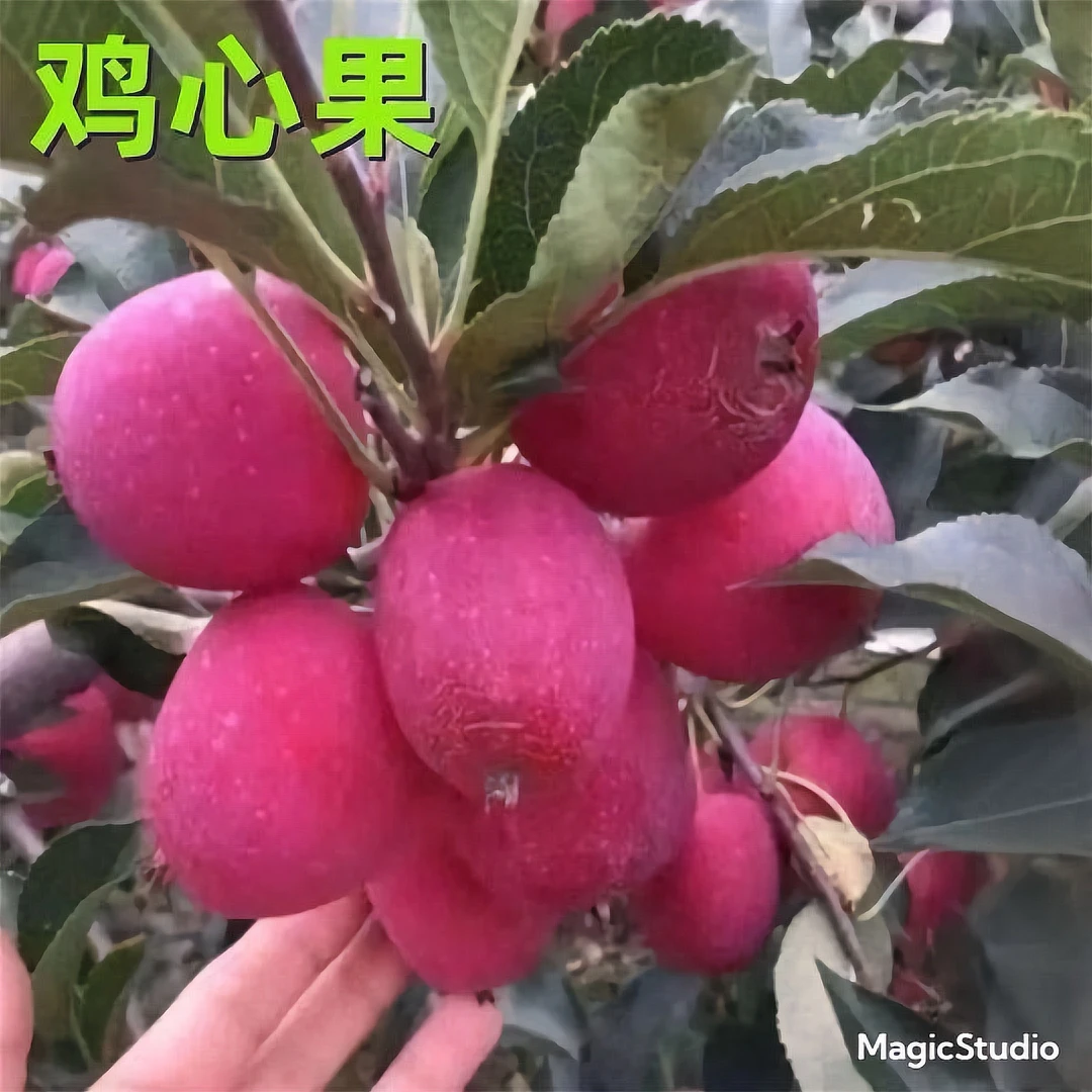 鸡心果果树苗抗寒盆栽地栽南北方苹果锦绣海棠正宗优质鸡心果树苗