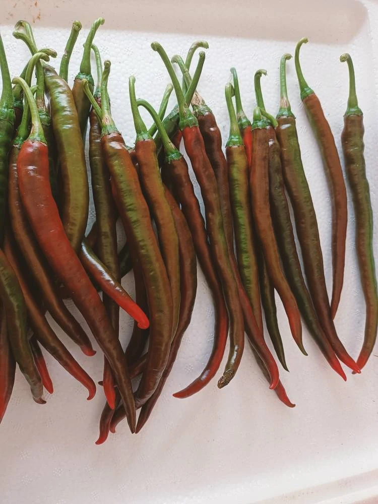 紫红辣椒乌红二荆条酱色辣椒微辣泡菜辣椒