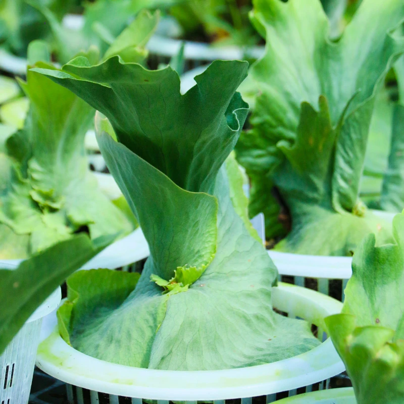 蕨色 女王鹿角蕨可板植壁挂室内稀有墙面植物耐阴阳台室内客厅