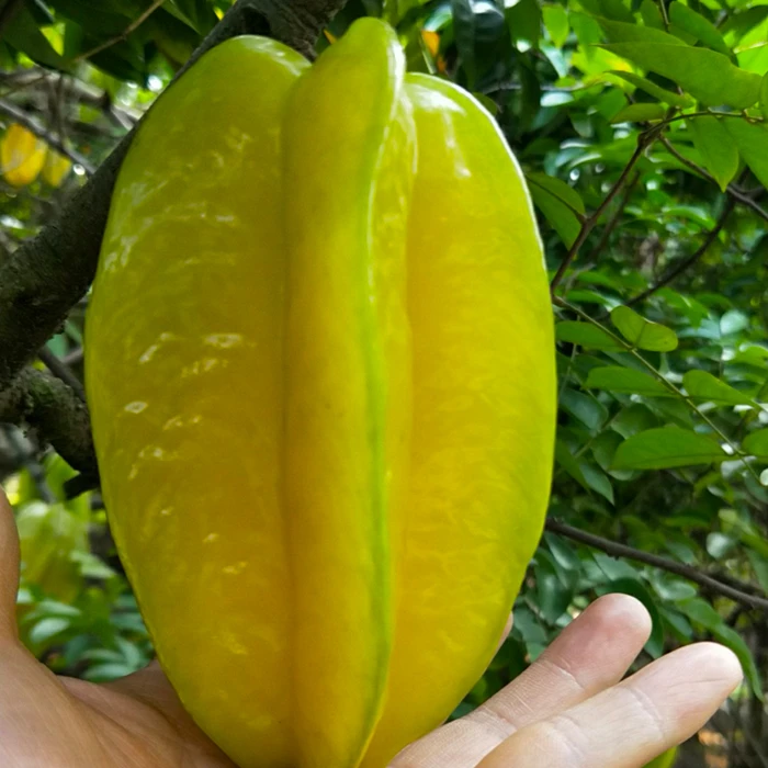 福建杨桃软枝杨桃清甜多汁  赠酸梅粉