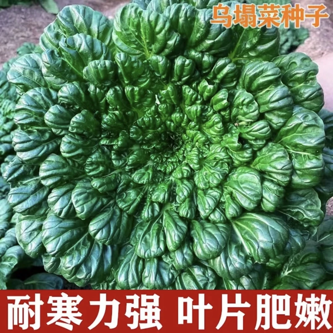 越冬乌塌菜黑心乌蔬菜种子乌菜黑菜种籽泡泡青菜秋季冬季蔬菜种子