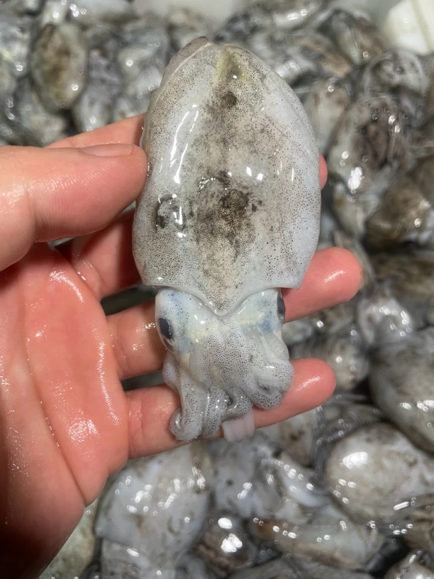 墨鱼小墨鱼野生脆口新鲜3斤5斤码头直发