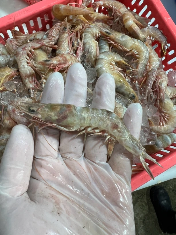 樱花虾厚壳虾野生新鲜汕尾码头直发