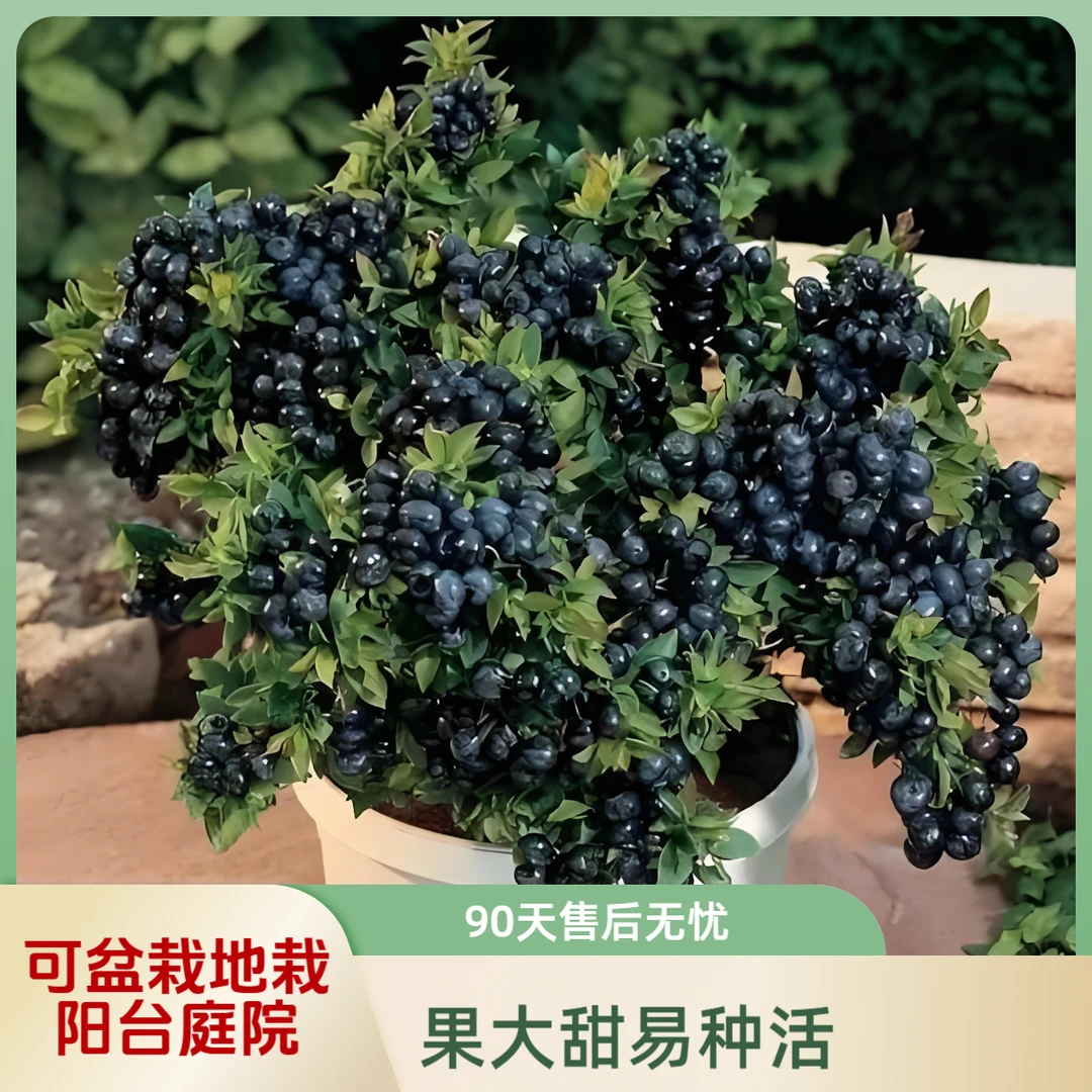 蓝莓蓝梅L25天后绿宝石优瑞卡奥尼尔莱格西兔眼盆薄雾绿植盆栽