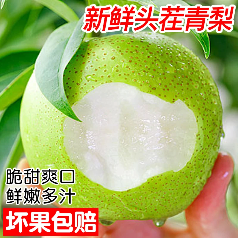 安徽砀山梨5斤装新鲜青皮梨皮薄多汁脆甜爽口好吃原产地直发大果