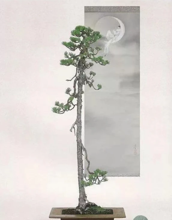 盆景素材一物一拍