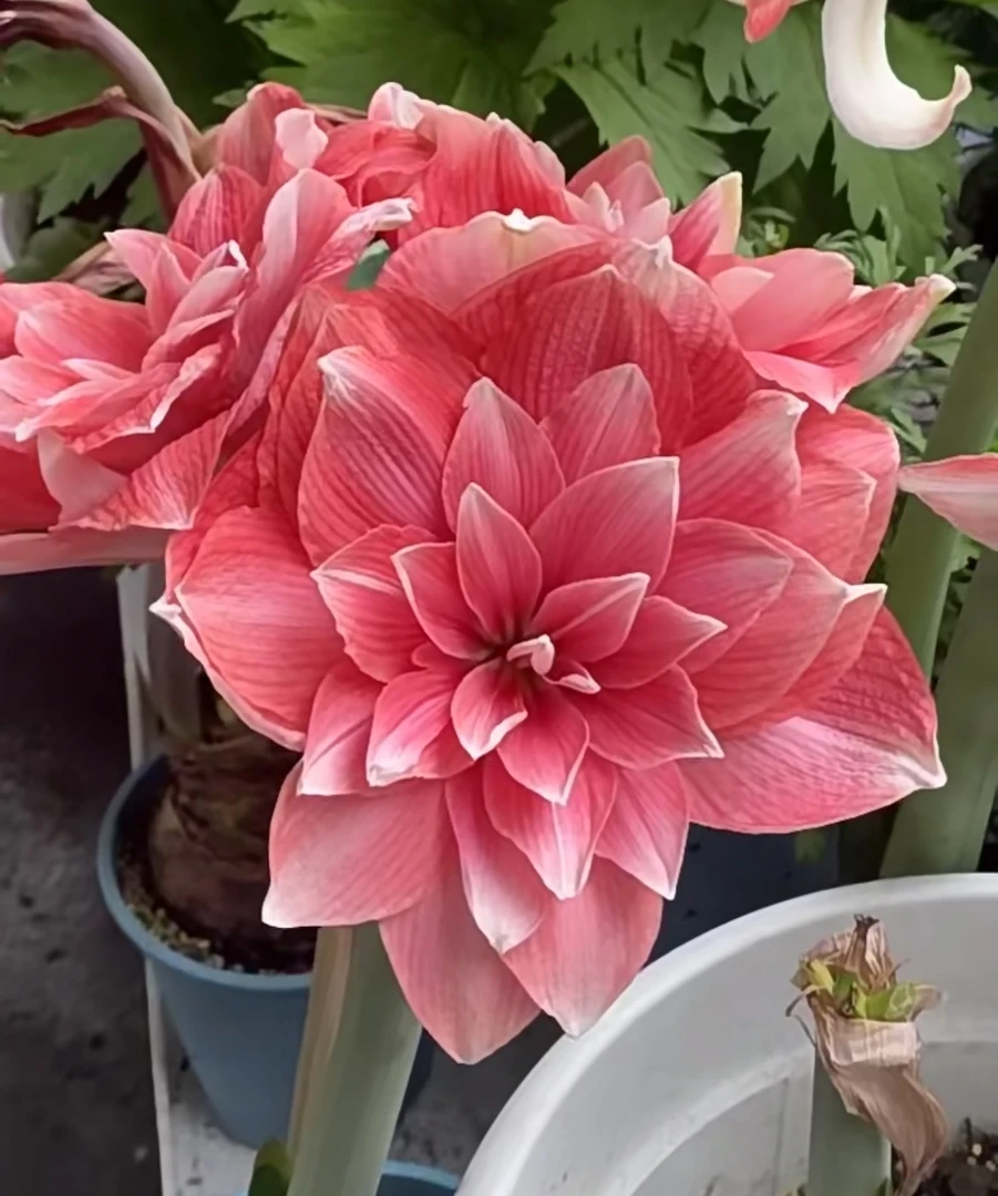 （双梦）（重瓣福利）朱顶红种球自然球包对版送肥料（4厘米）左右