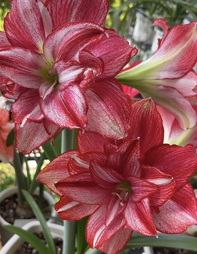 （安瑞雅）（福利重瓣）朱顶红自然球包对版送肥料（4厘米）左右