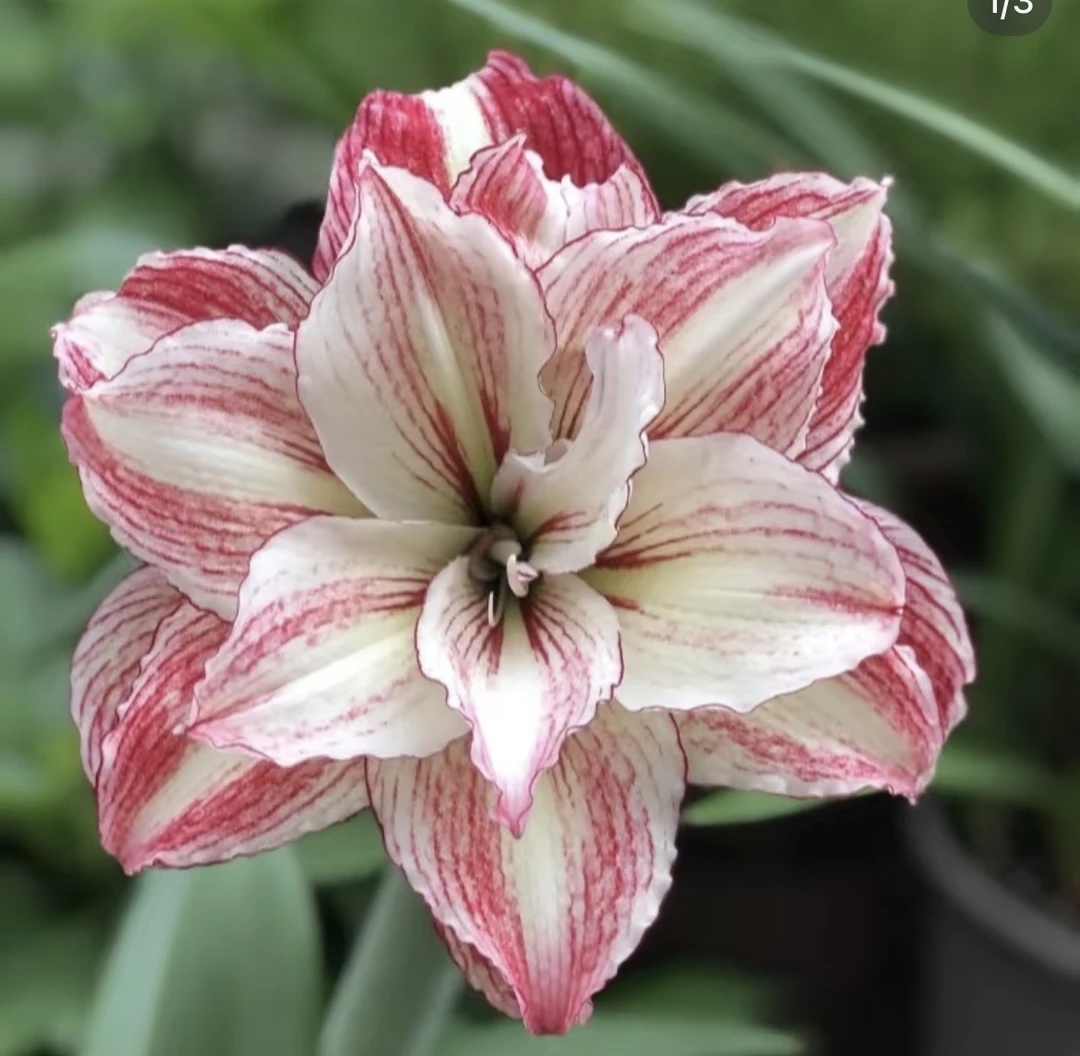 （安吉拉）（福利重瓣）朱顶红自然色包对版送肥料4厘米左右