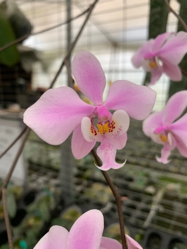 九思兰园N32西蕾丽蝴蝶兰