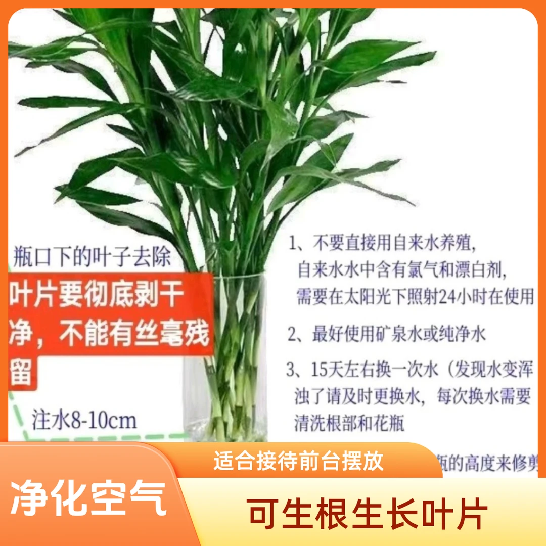 【办公桌细枝】富贵竹水培室内绿植网红好养易活富贵吉祥节节高升